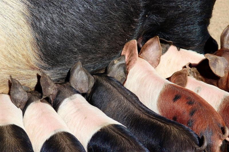 Depiladeira de Porco: Como Escolher a Melhor para o Seu Negócio